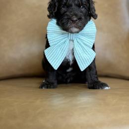 Australian Labradoodle, Bernedoodle, Double Doodle, Goldendoodle, and Labradoodle Puppies from Delta Doodless