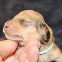 Bryce (Blue Band) - Cream male Dachshund puppy in Raleigh, North Carolina from McLovin Doxies