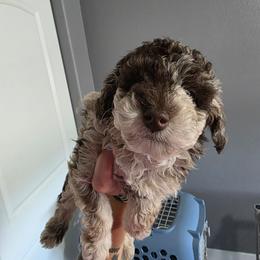 Rose - Red merle female Aussiedoodle puppy in Loveland, Colorado from A&L Ranch Aussiedoodles
