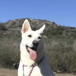 German Shepherd Puppies from K & Q Shepherds