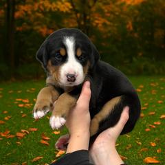 Bailey- Dark Pink - Black, white and red female Greater Swiss Mountain Dog puppy in Everett, Pennsylvania from Sweet Stream Swissies