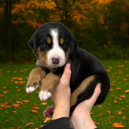 Bailey- Dark Pink - Black, white and red female Greater Swiss Mountain Dog puppy in Everett, Pennsylvania from Sweet Stream Swissies