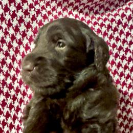 Angelica - Chocolate female Goldendoodle puppy in Tybee Island, Georgia from Castaway Doodles