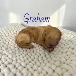 Graham - Apricot male Goldendoodle puppy in Lakeland, Florida from Golden Creek Doodles