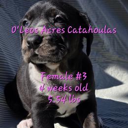 FEMALE - 3 - Black female Catahoula Leopard Dog puppy in Perry, Florida from O'Leos' Acres Catahoulas