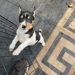 Rat Terrier Puppies from Jaynie Cavin