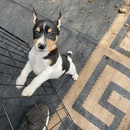 Rat Terrier Puppies from Jaynie Cavin