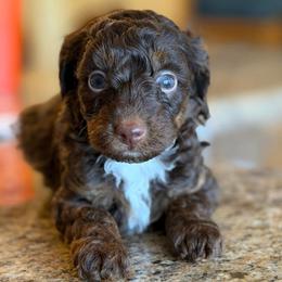 Keelin - Phantom female Poodle puppy in Davie, Florida from Dave Poodles