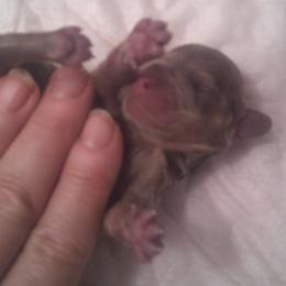 DBs Kurt G - Cream male Dachshund puppy in Summerfield, Florida from D & B Ranchette