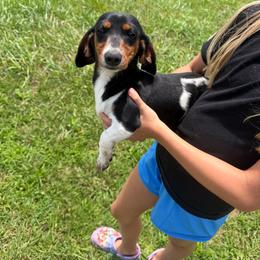 Minnie - Dachshund