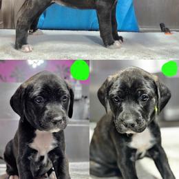 Dark Brindle F Green Collar - Brindle female Mountain Cur puppy in Georgetown, Ohio from Walnut Ridge Mountain Curs