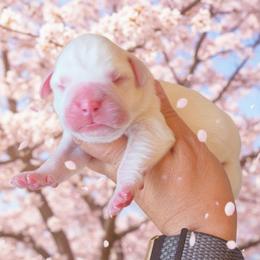 Slide - White female Boxer puppy in Red Boiling Springs, Tennessee from Silver Rain