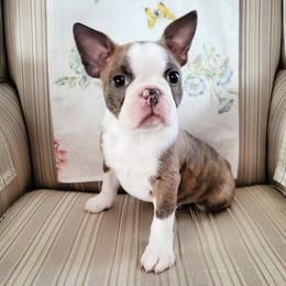 Boston Terrier Puppies from Our Gang Bostons
