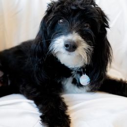 Rylee - Aussiedoodle