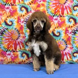 Blue - Brown male Poodle puppy in Houma, Louisiana from Smart Azz Poodles