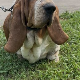 Tessa - Basset Hound