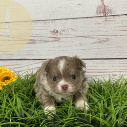 Mew - Blue brindled fawn female Chihuahua puppy in North Ridgeville, Ohio from Happy Pups