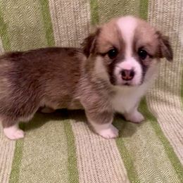 Pembroke Welsh Corgi Puppies from A&A’s Adorable Corgis
