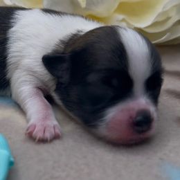 Rain - Black and tan brindle female Havanese puppy in Verden, Oklahoma from Holcombs Puppy Ranch