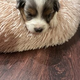 Miniature Australian Shepherd Puppies from SR Toy & Mini Aussies