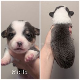 Stella - Gray and white female American Corgi puppy in Garrett, Indiana from Chloe's Colorful Corgis