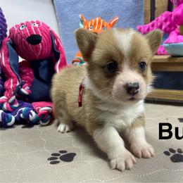 Bud - Sable male Pembroke Welsh Corgi puppy in Apison, Tennessee from Ashmore Corgis