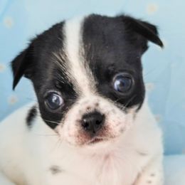 Boy2 - Black and white male Chihuahua puppy in Alaska from Snowy Mountains Chihuahua
