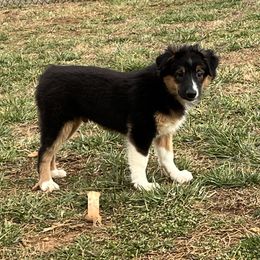 Miniature Australian Shepherds and Toy Australian Shepherds from Willow Ridge Mini and Toy Aussies