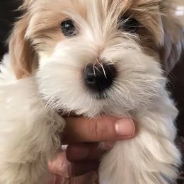Havanese Puppies from My Heavenly Havanese Puppies