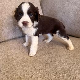 Bodhi - Liver and white male English Springer Spaniel puppy in Cookeville, Tennessee from Krossroads Kennel