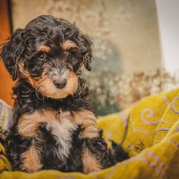 Bernedoodle and Cavapoo Puppies from Positively Doodles