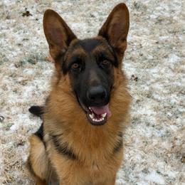 Joker (Read Description) - Black and red male German Shepherd puppy in Middlesex, North Carolina from Ace of Hearts K9’s