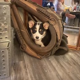 Pembroke Welsh Corgi Puppies from Loves Classic Corgis