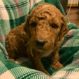 Angelica - yellow collar - Cream female Goldendoodle puppy in Puyallup, Washington from Dawnie’s Doodles