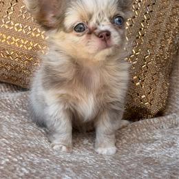 Iris - Merle female Chihuahua puppy in Newport Beach, California from Exotic City Pomeranians and chihuahuas
