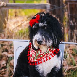 Aussiedoodles, Bernedoodles, and Double Doodles from Saltwater Doodles