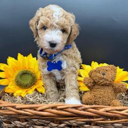Benji - Apricot male Goldendoodle puppy in Cape Coral, Florida from Nay Nays Mini Doodles