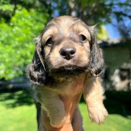 Shaded Cream - Cream male Dachshund puppy in Nampa, Idaho from Long_and_Low_Dachshunds