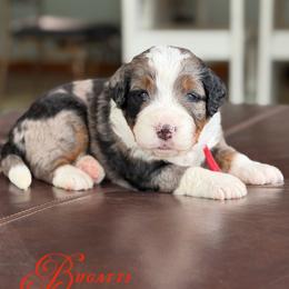 Bugatti - Blue merle male Bernedoodle puppy in Henry, Illinois from Rowe Farms Doodles