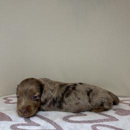 Avery - Dapple female Dachshund puppy in Mountain Grove, Missouri from Happy Hounds and More🐾
