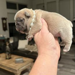 Sola - Blue fawn female French Bulldog puppy in Willis, Texas from Grandiose Frenchies