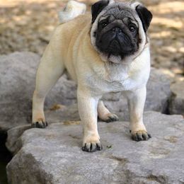 Teddy - Pug