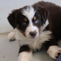 Australian Shepherds from RAD Aussies by Deanna