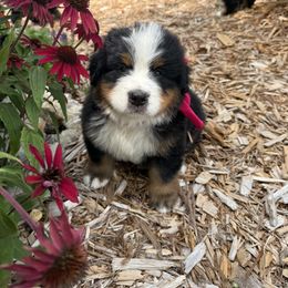 Swiss Kiss Boy - Black rust and white male Bernese Mountain Dog puppy in Bloomfield, Nebraska from Puppies on the Prairie