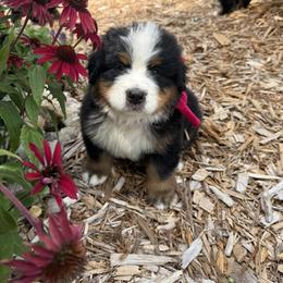 Swiss Kiss Boy - Black rust and white male Bernese Mountain Dog puppy in Bloomfield, Nebraska from Puppies on the Prairie