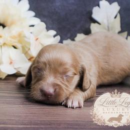 AKC Ember - Red female Dachshund puppy in Christiansburg, Virginia from Little Legs Luxury Dachshunds LLC