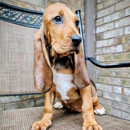 Ruby - Red female Colombian Fino Hound puppy in Kingston, Tennessee from Fino Hounds USA