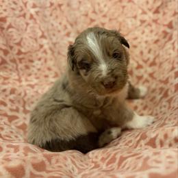 Dolly - Red merle female Australian Shepherd puppy in Roff, Oklahoma from Circle J Aussies