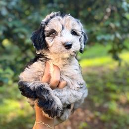 Wulf - Merle male Sheepadoodle puppy in Clemson, South Carolina from Love Tallulah Sheepadoodles LLC