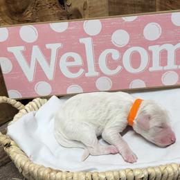 Orange collar, female - Cream and white female Aussiedoodle puppy in Lavonia, Georgia from H & A Kennels